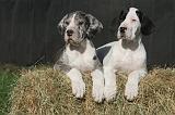 DOGUE ALLEMAND 627